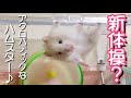 新体操のような動きを見せるハムスター♪hamster #Shorts