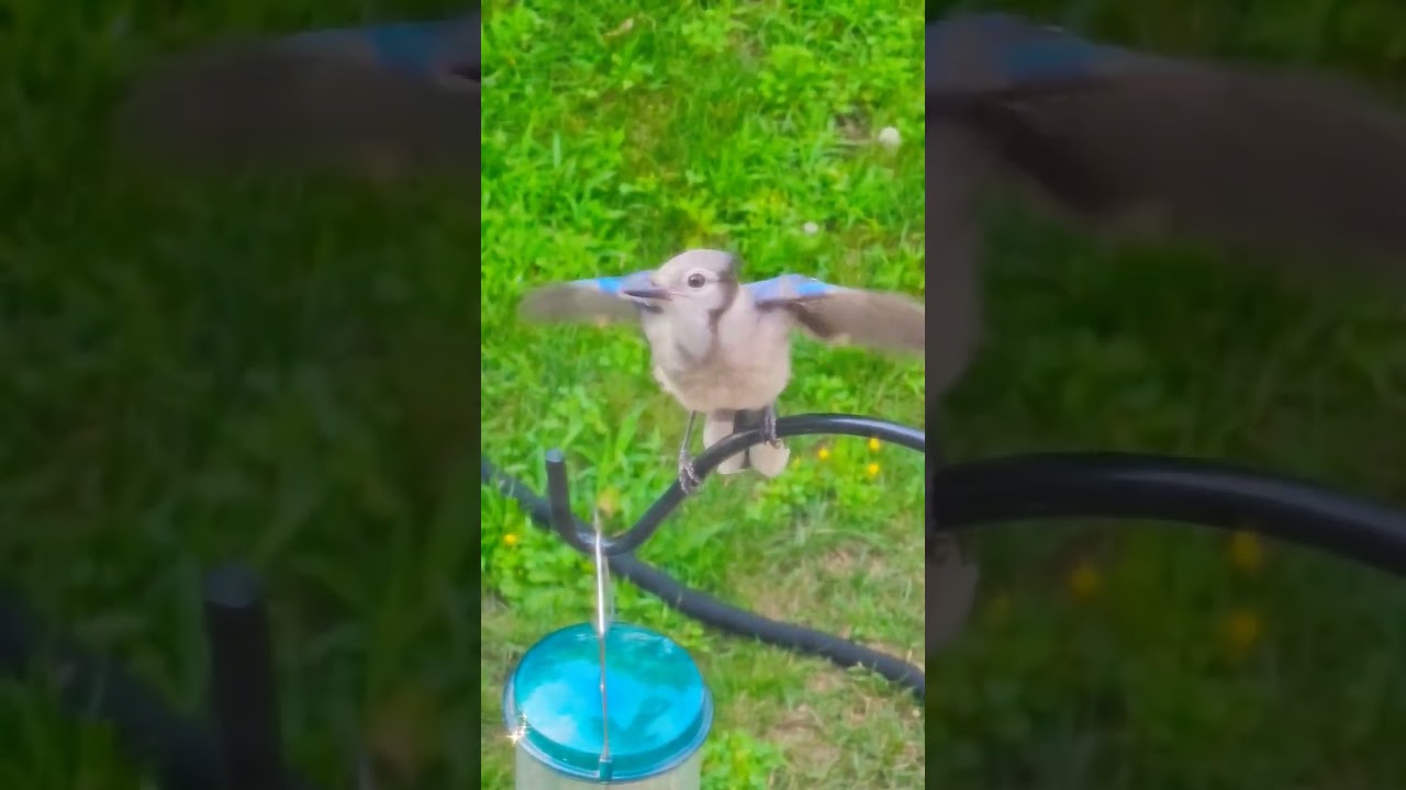 A Beautiful Baby Blue Jay Calling Sound 