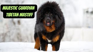 The Majestic Tibetan Mastiff: Guardian of the Himalayas #dog #tibetanmastiff #animals by Animal Facts Hub 359 views 1 month ago 2 minutes, 37 seconds
