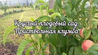 видео: Круглый плодовый сад и приствольная клумба картинка: Круглый плодовый сад и приствольная клумба