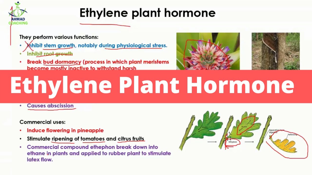 Ethylene Plant Hormone YouTube
