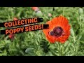 How To Collect Poppy Seeds - THE EASIEST METHOD!