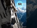 “In the harshest places on Earth…strength is not about size.I#wildlife #wildlife Mountain Goats