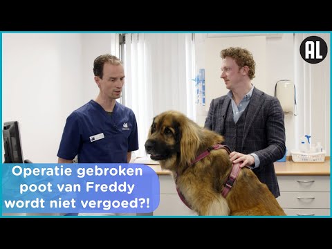 Video: Heeft u een huisdierenverzekering nodig? 5 voors en tegens