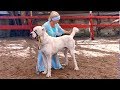 ГИГАНТСКИЙ АЛАБАЙ на выставке собак. Giant Central Asian Shepherd Dog.