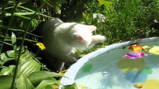 Кошка ловит рыбу Кошка ловит рыбу