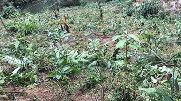 Cây quế văn yên sau 3 lượt làm cỏ và một năm trồng và phát triển ..