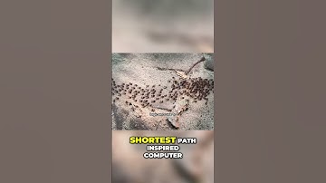 Ants Inspire Tech: Algorithms and Swarm Robotics! #shorts
