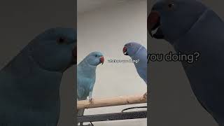 Funny parrot#animal#pet#funny#parrot