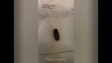 BotFly Larva Removal from Kitten. Gross, But Satisfying
