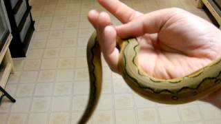 Famous Platinum Super Sunfire Wealth