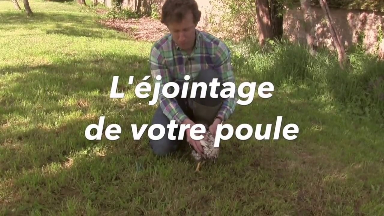 Tuto Comment éjointer Votre Poule