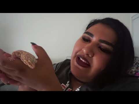 video phone beyonce mp3 Snakes, Animals and Randomness