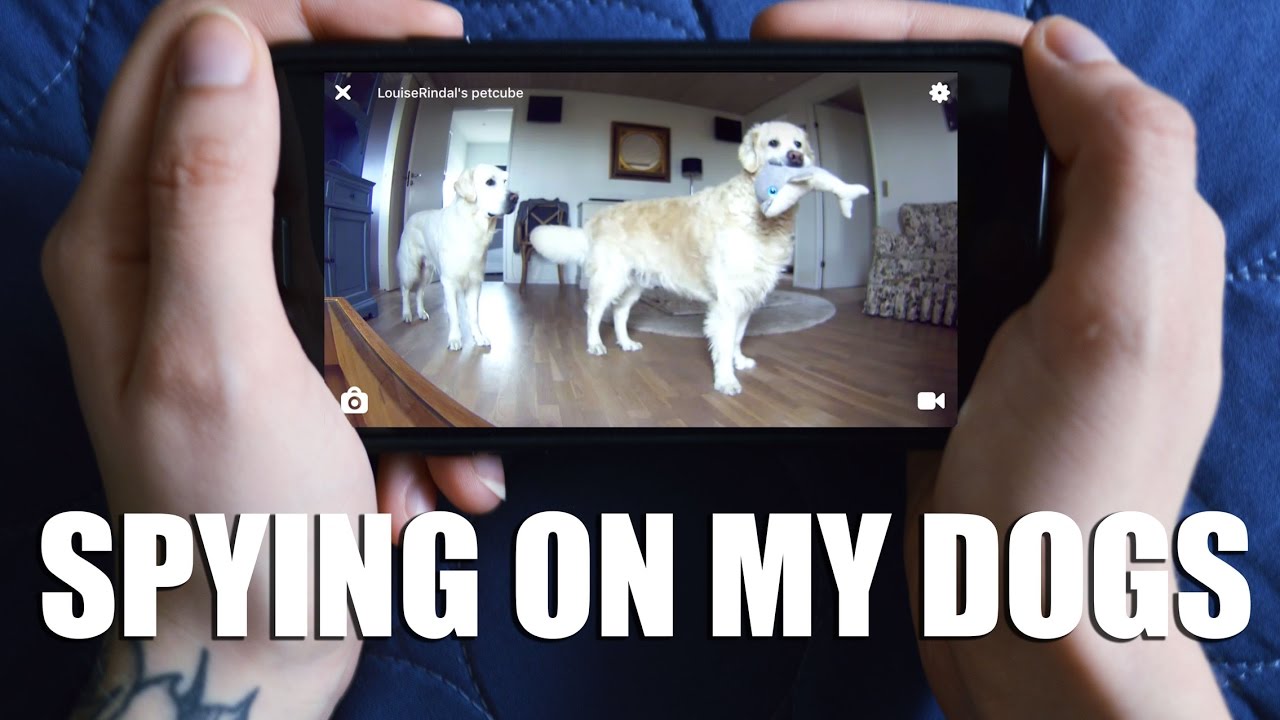 SPYING ON MY GOLDEN RETRIEVERS YouTube