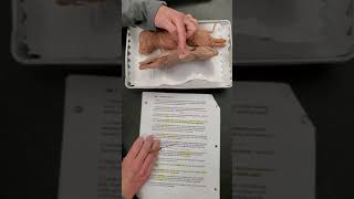 Fetal Pig Dissection Day 1 Video