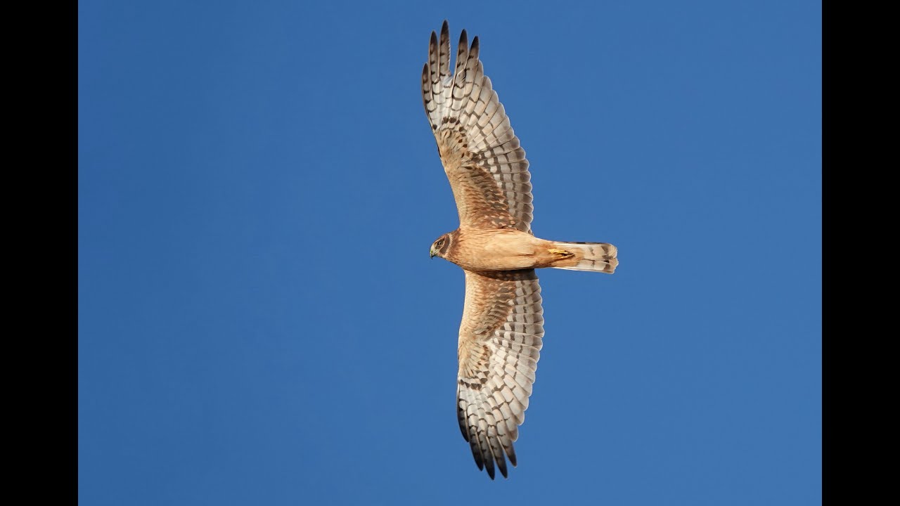 Birding Kansas (East to West) 4th-11th November 2023 (Ep.11)