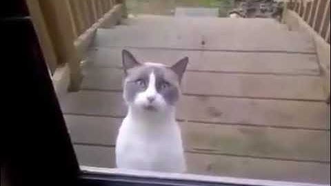 Cười rụng rốn với chú mèo đói ăn...Thánh phiên dịch