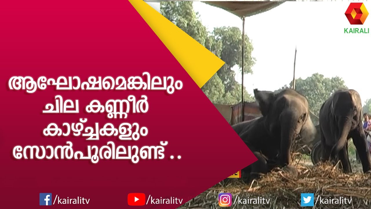 ആഘോഷമെങ്കിലും ചില കണ്ണീർ കാഴ്‍ച്ചകളും സോൻപൂരിലുണ്ട് | Sonepur Mela | E4 Elephant | Kairali TV