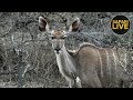 safariLIVE - Sunset Safari - November 2, 2018