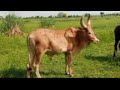 MAJENGA MDENDELA LUFUNZA UJUMBE WA NGONGO BY Kido Studio 2026 