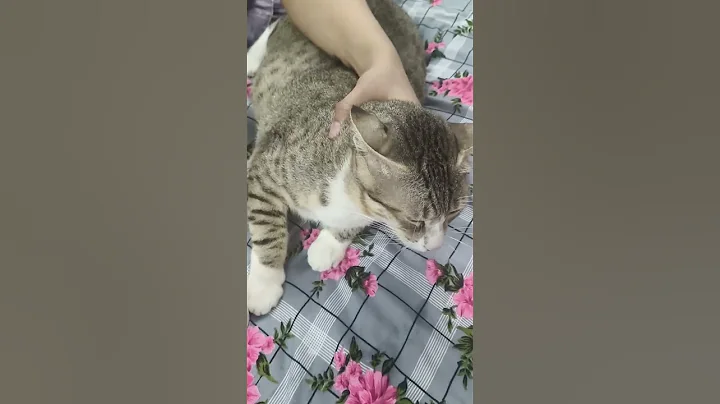 How to Clean your cats ears 👂