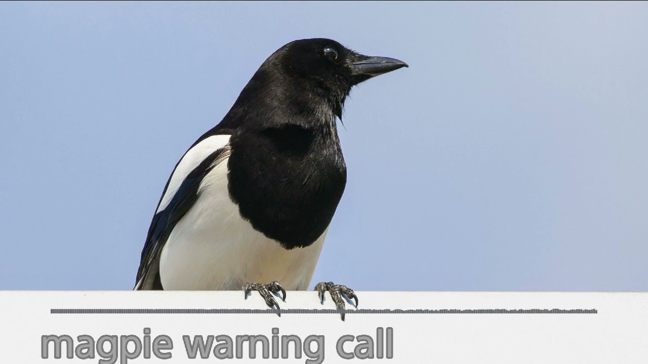 Magpie Warning Call