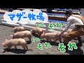 【マザー牧場】独特のふれあい/佐久間一行 の動画、YouTube動画。