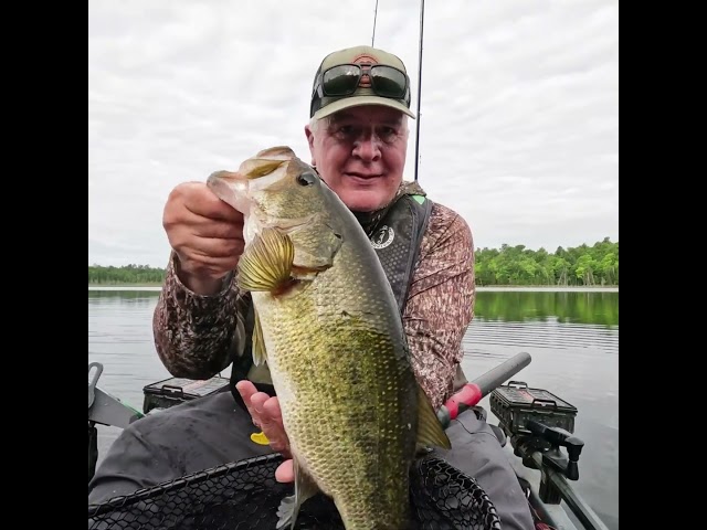 18 Inch Largemouth Bass Kayak Fishing Minnesota #bassfishing #largemouthbass