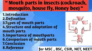 Mouth parts in Insects | Cockroach | Mosquito | House fly | Honey bee | Structure and adaptation