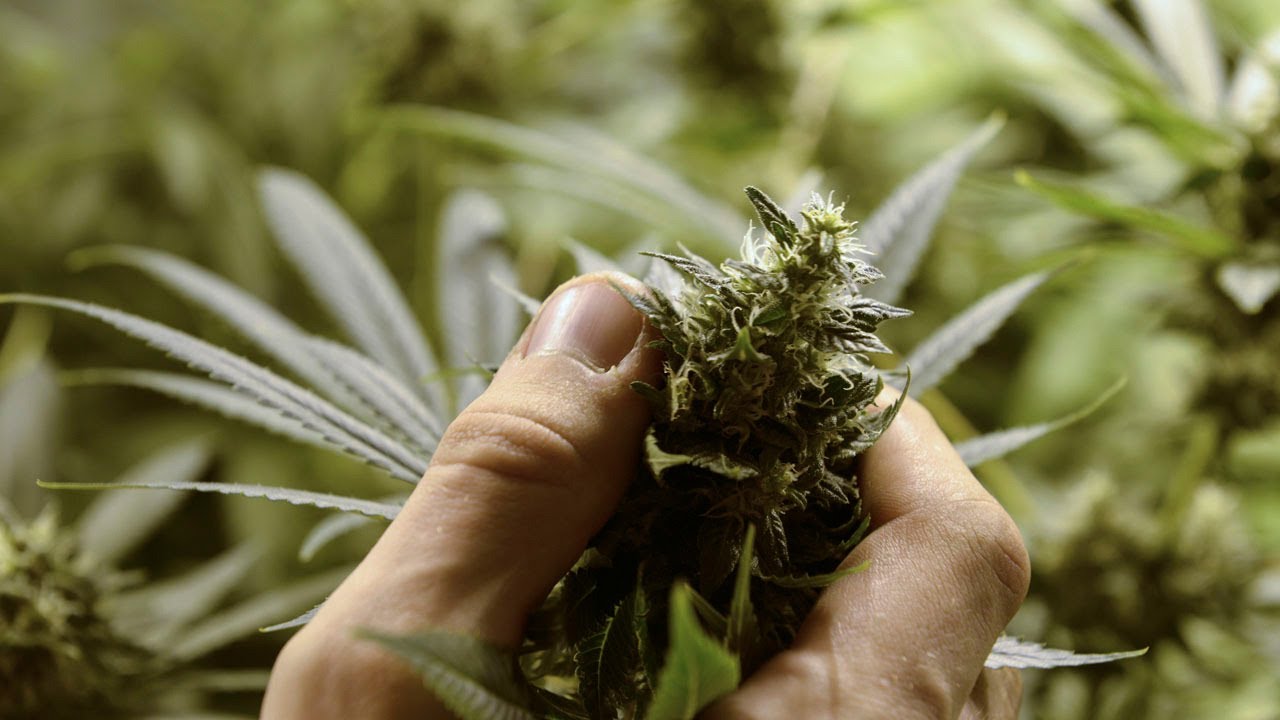 Marijuana Hits Potholes on the Road to Legalization