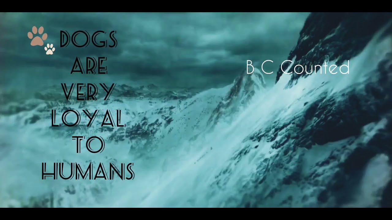 Dogs saved his owner's life❤️status ll Dogs are very loyal to human ll