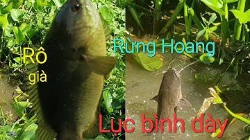 Câu Cá Rô Trê/ Phát hiện rừng bỏ Hoang hốt Hugo.@teovlog99#caucarotre