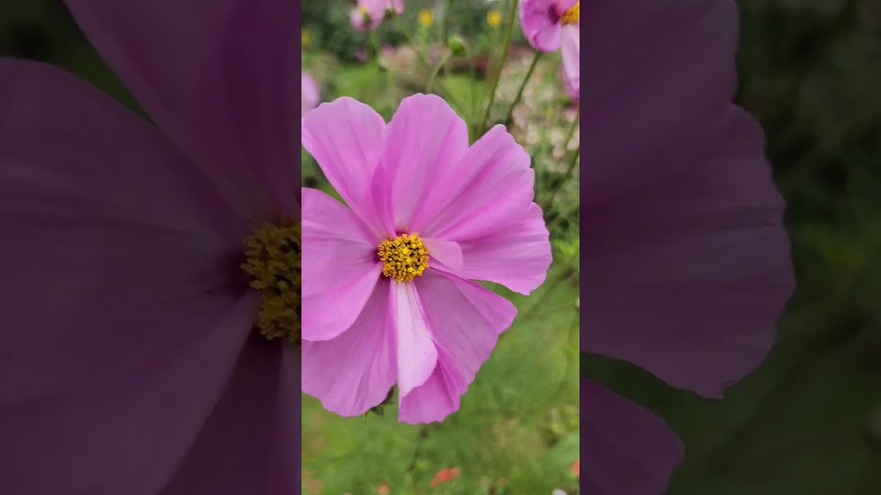 Cosmos Flower, Garden Cosmos, Pink Cosmos