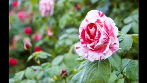 C:\Documents and Settings\Administrator\Desktop\DaDa Valentine.mp4