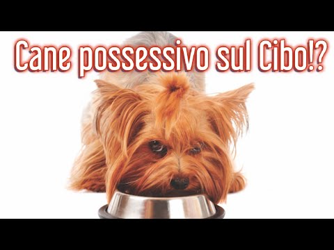 Video: C'è un enorme problema con l'adozione di cani. Ecco come vogliamo risolverlo.