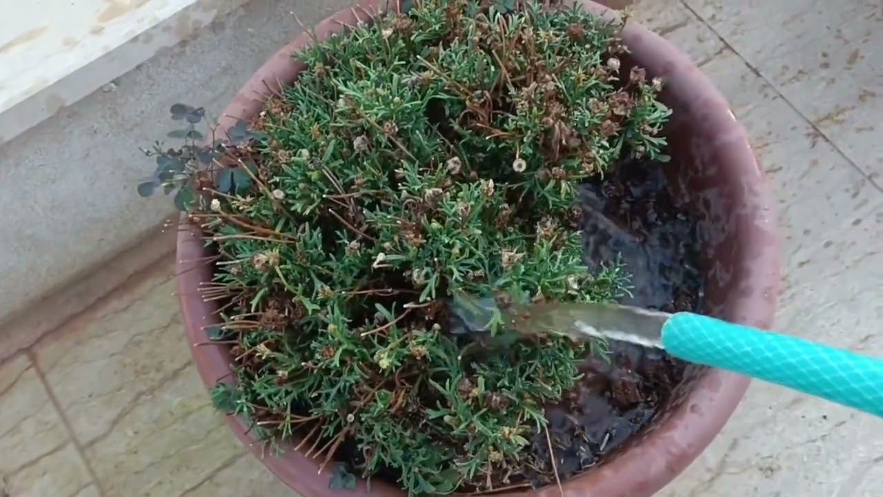 ري النباتات في الحديقة 🌳🫶