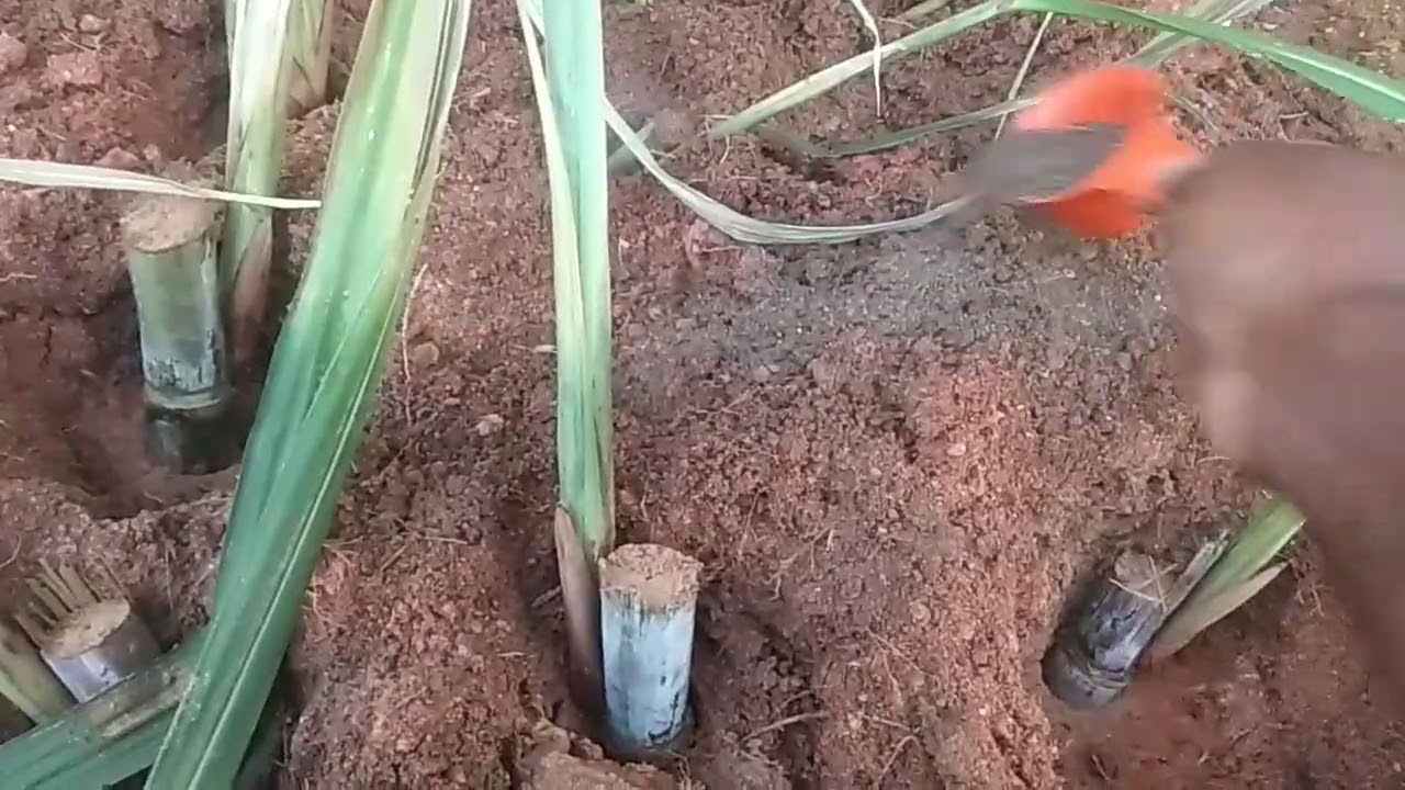PLANTIO DE CANA DE AÇÚCAR  EM PÉ  COLHEITA,  8 MESES.🔚