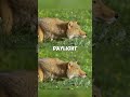 The Fox That Went Viral For Its "Odd" Looks.#shorts #animals #fox