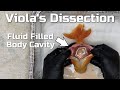 Goldfish With Dropsy / Egg-bound Dissection (Final Viola Update)