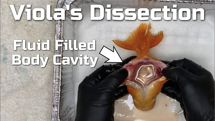 Goldfish With Dropsy / Egg-bound Dissection (Final Viola Update)