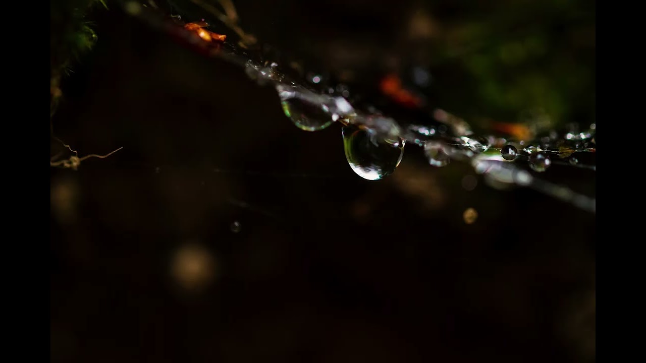 Relaxing Forest Rain Sounds for Sleeping, Relax, Study