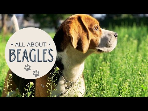 Video: Beagle Dog Hipoallergenik, Sog'liq Va Umr Ko'rish Muddati