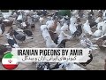 Иранские голуби Амира 🇮🇷 Гон голубей | Iranian high-flyer pigeons | کبوترهای ایرانی | Kabootar bazi
