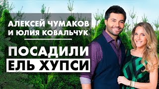 Как посадить ель &quot;хупси&quot;? Алексей Чумаков и Юлия Ковальчук сажают ель хупси.