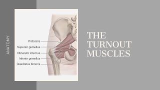 Anatomy   Turnout Muscles