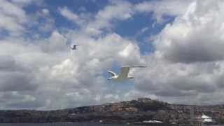 Flying Seagulls off Capri - Volo di Gabbiani vicino Capri