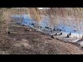 Hast jemals so eine schöne Winterlandschaft mit vielen Enten gesehen? #vogel#wildlife#dream #winter
