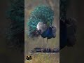 Wait… this isn’t a dance, it’s pure magic in feathers 🦚|#shortvideo
