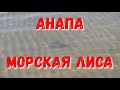 #АНАПА - 6.10 УТРА - ШОК - ЭТО СКАТ!!!