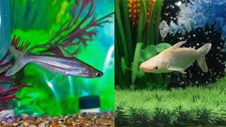 PROFIT FROM THE AQUARIUM ORNAMENTAL PATIN FISH BUSINESS